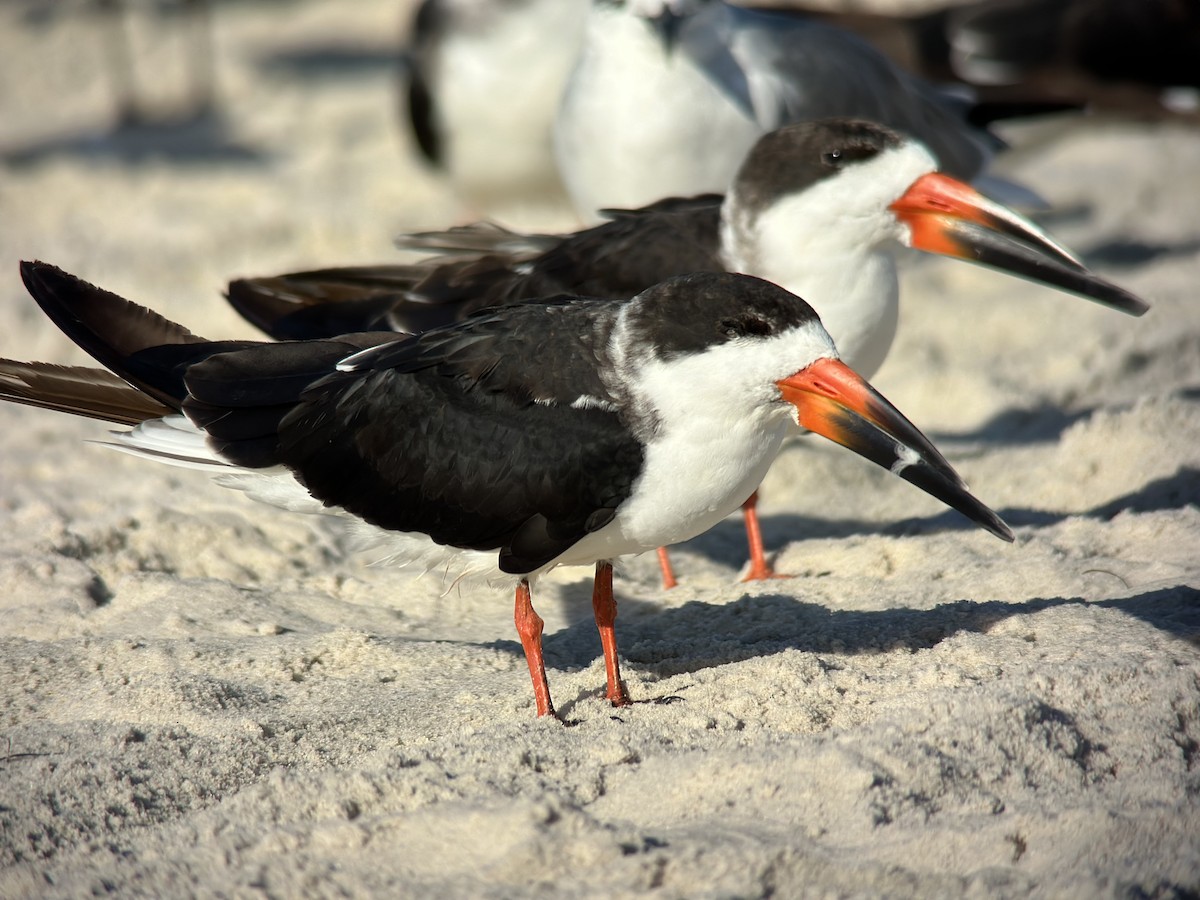 Black Skimmer - ML610340737