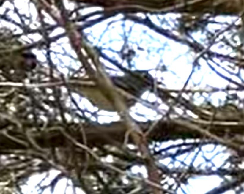 Blue-headed Vireo - Austin Langdon