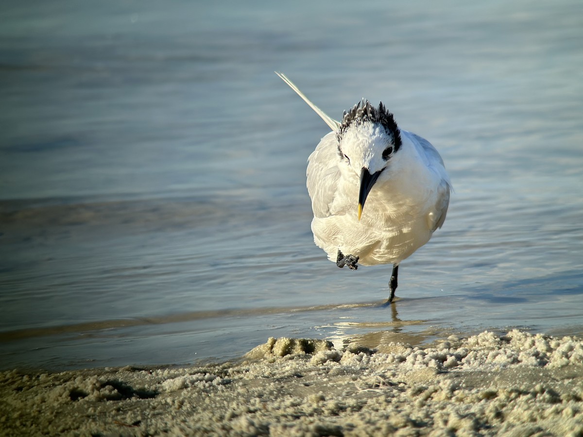 Sandwich Tern - ML610340877