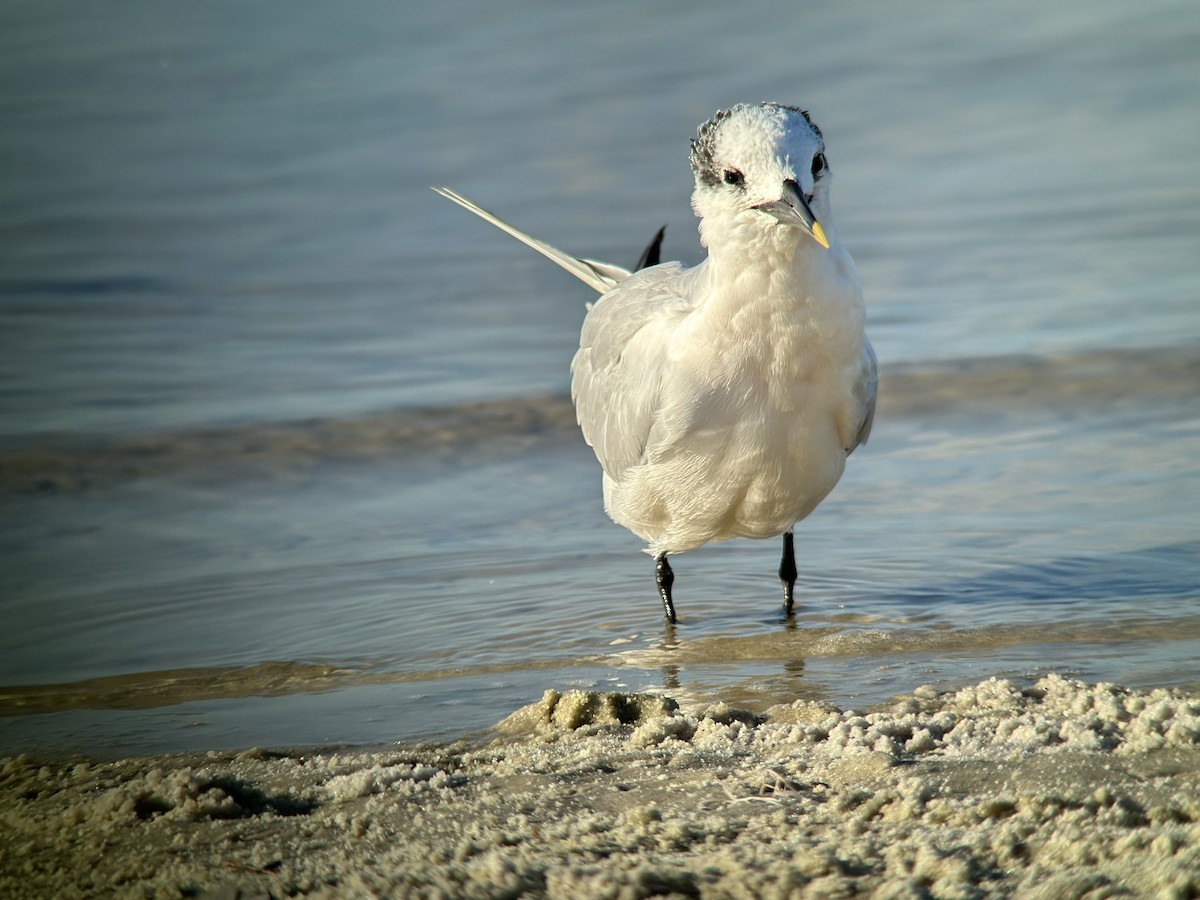 Sandwich Tern - ML610340878