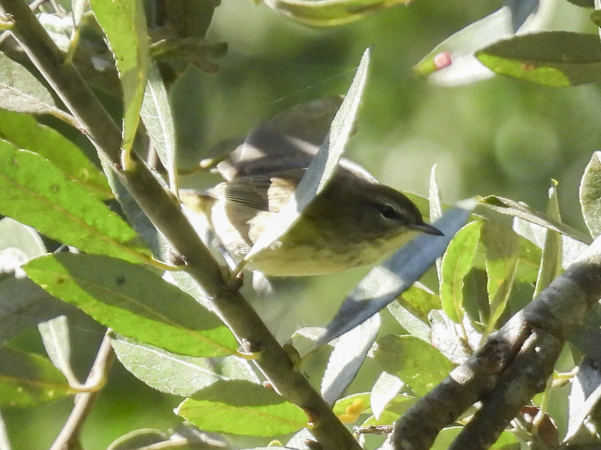 Palm Warbler - ML610340910