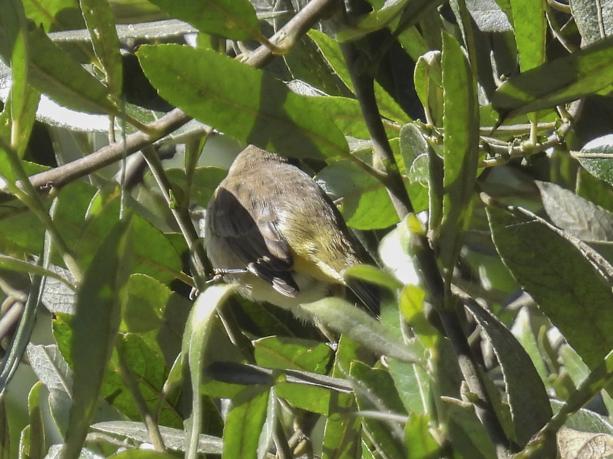 Palm Warbler - ML610340911