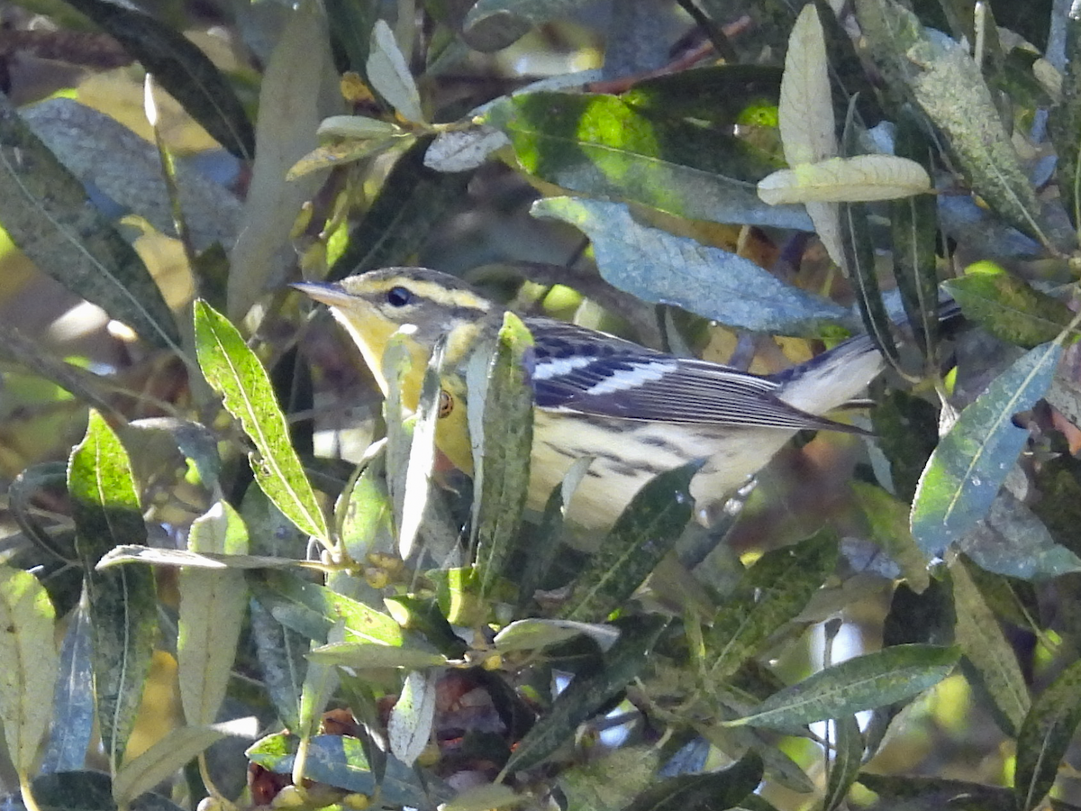 Blackburnian Warbler - ML610340917