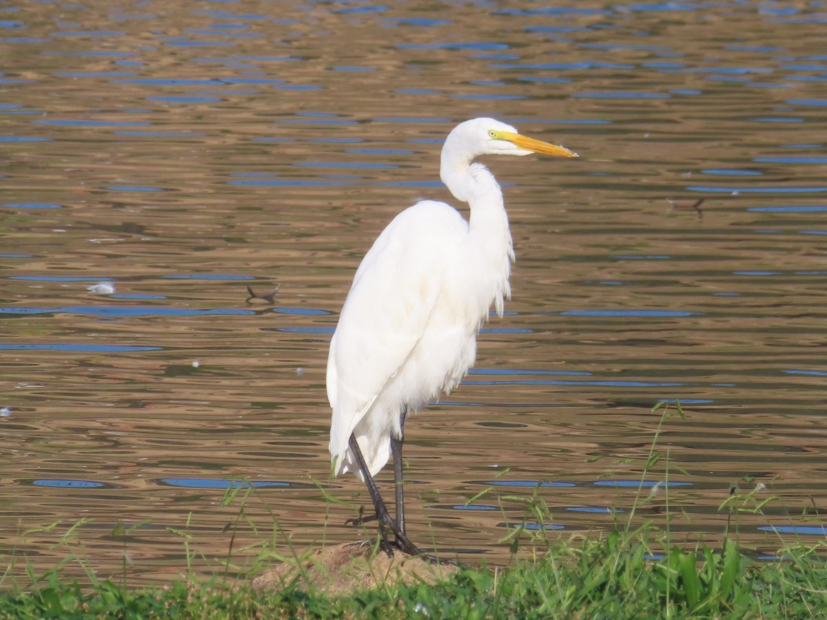 Great Egret - ML610340924