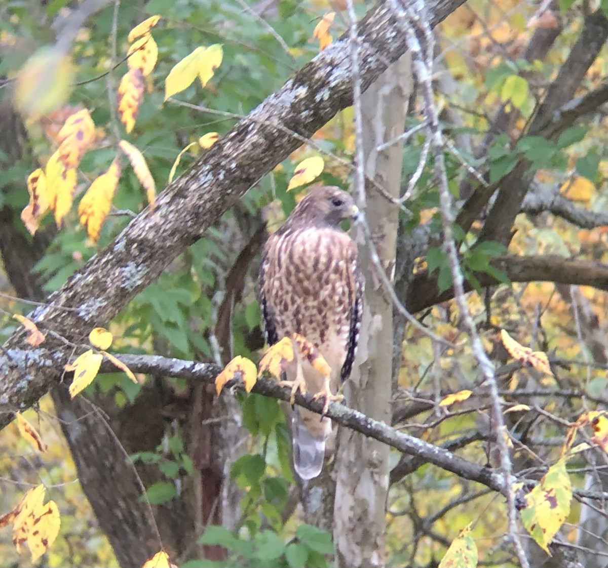 Red-shouldered Hawk - Carrie Ruane