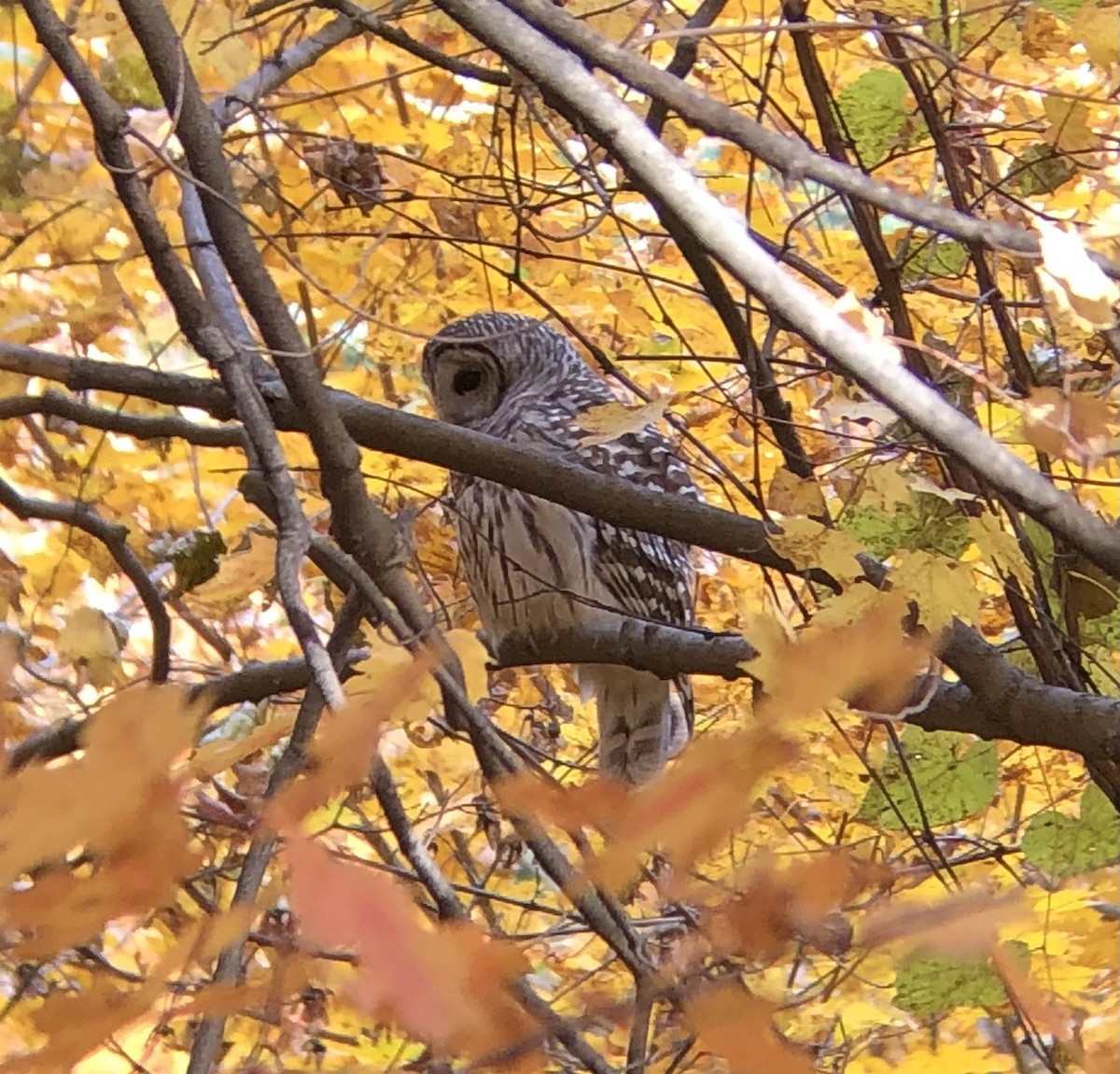 Barred Owl - Carrie Ruane