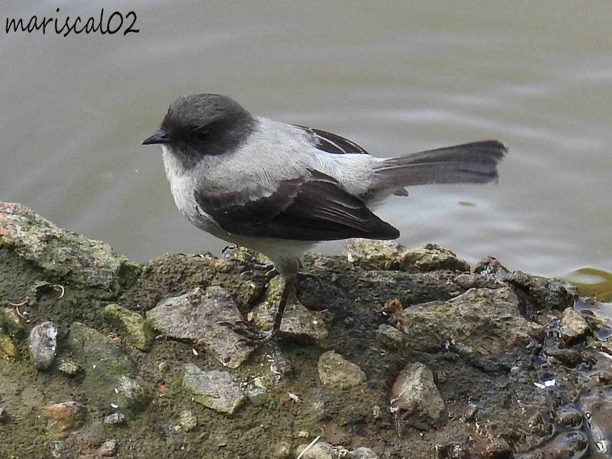 Torrent Tyrannulet - ML610341047