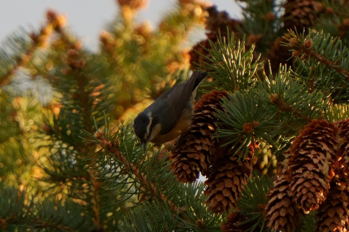 Red-breasted Nuthatch - ML610341160