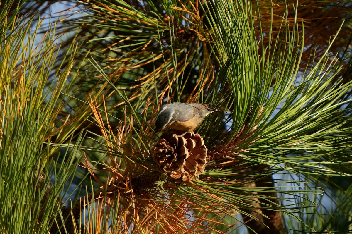 Red-breasted Nuthatch - ML610341162
