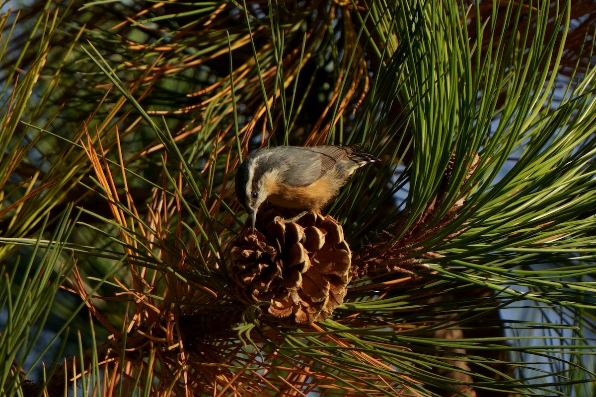 Red-breasted Nuthatch - ML610341163