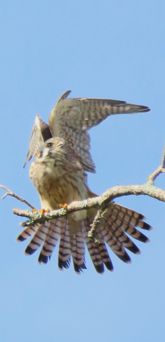 American Kestrel - ML610341229