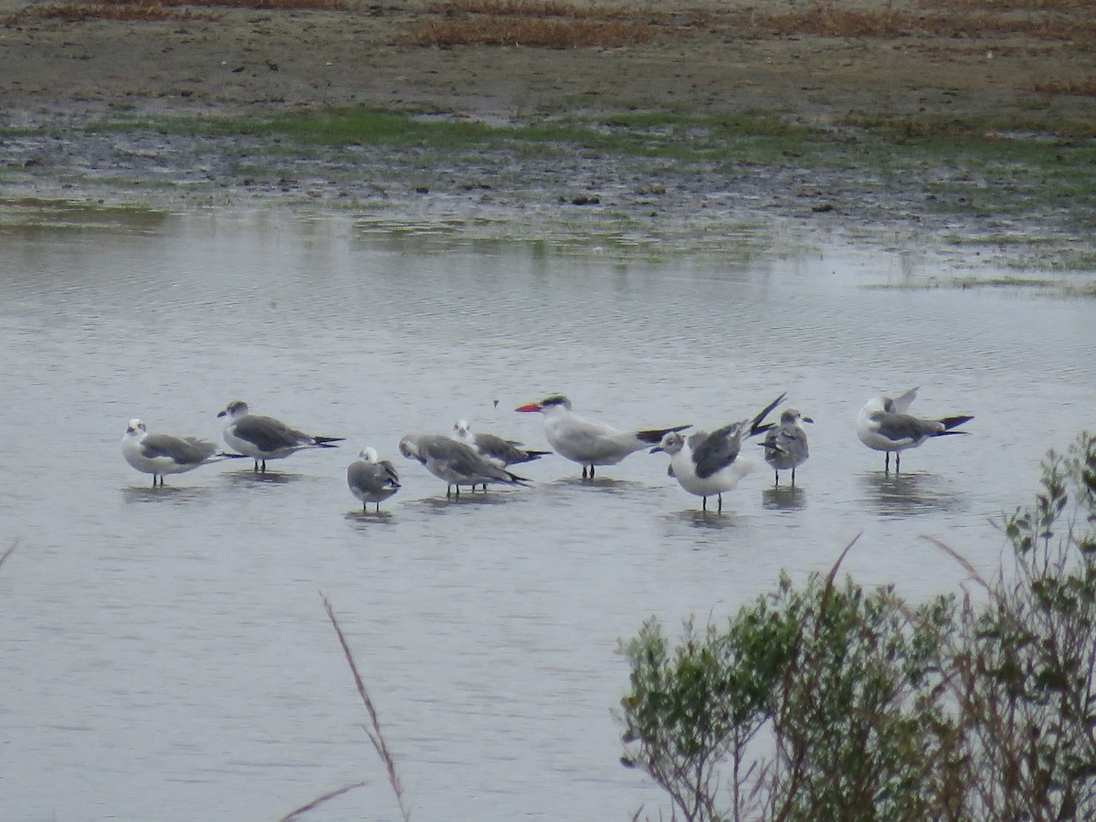 Caspian Tern - ML610341426