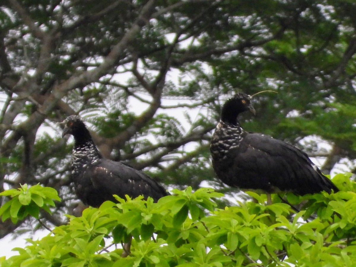 Horned Screamer - Robert Enns