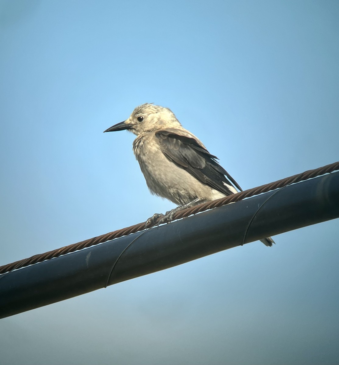 Clark's Nutcracker - David Johnson