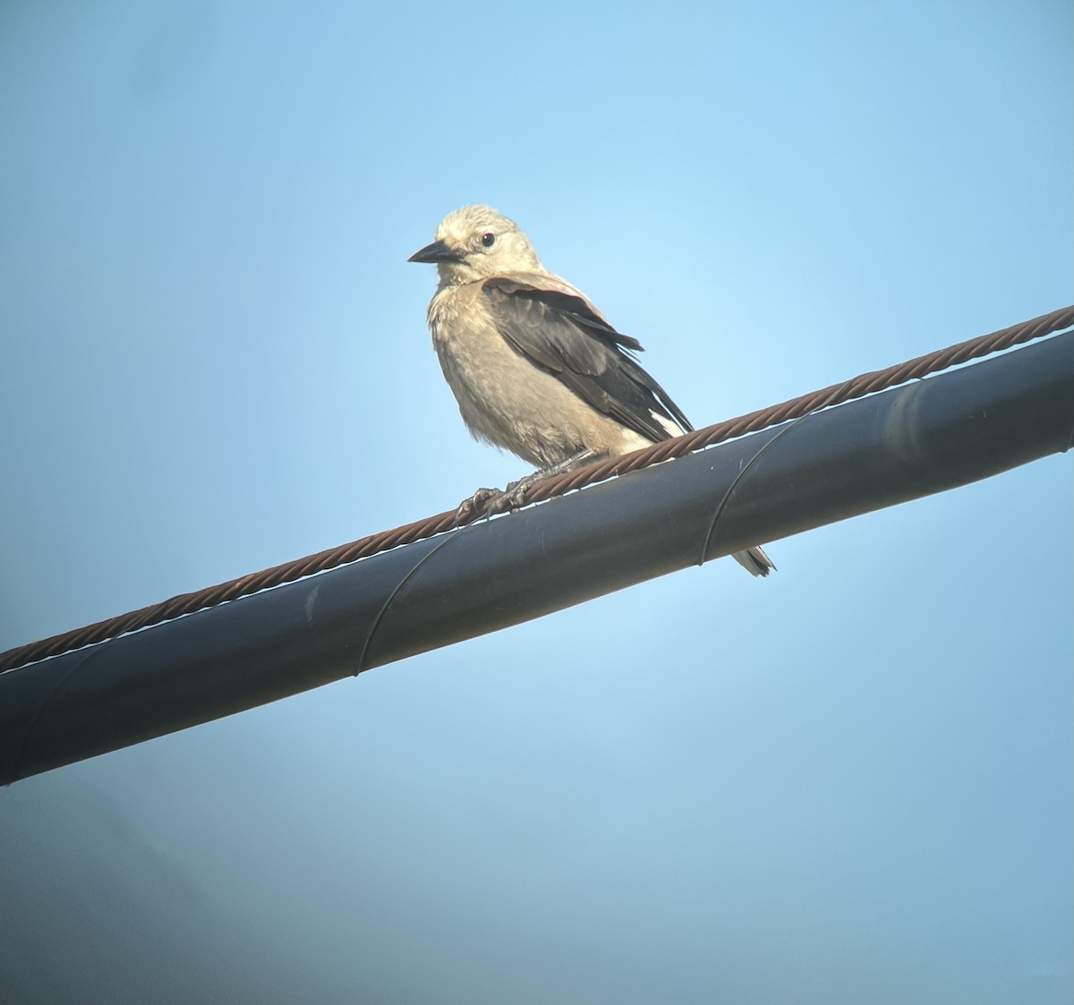 Clark's Nutcracker - David Johnson