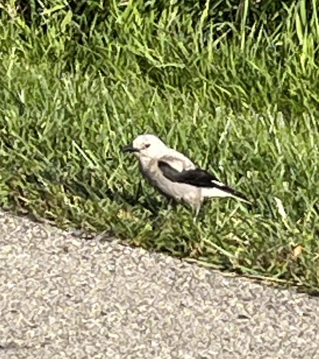 Clark's Nutcracker - David Johnson