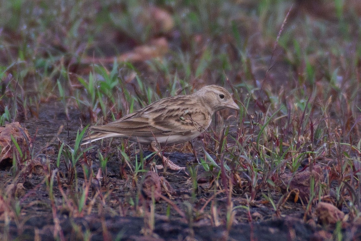Mongolian Short-toed Lark - Sujeesh P