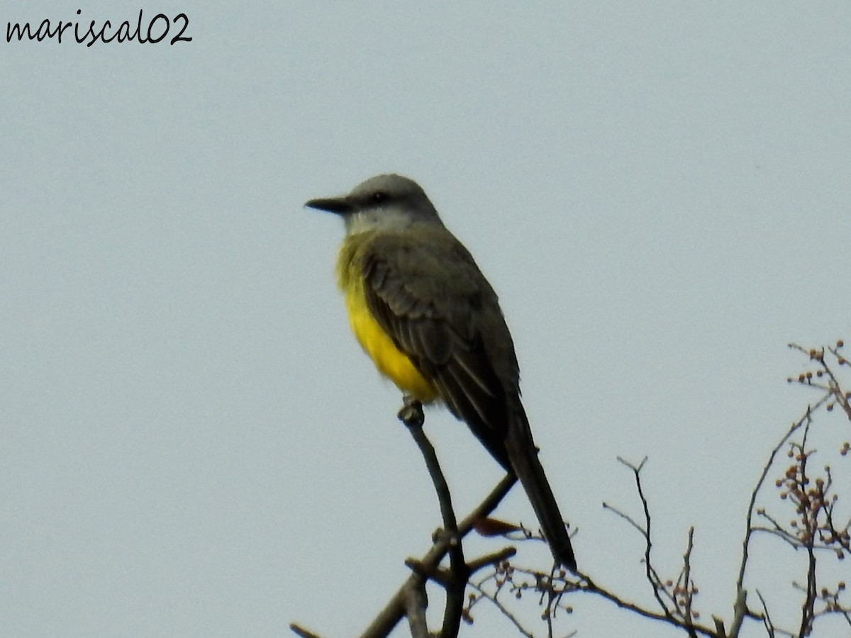 Tropical Kingbird - Mario Gómez