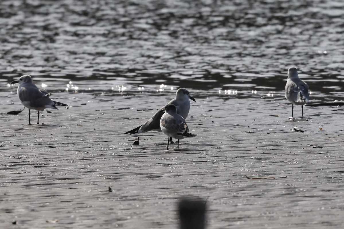 Franklin's Gull - ML610341712