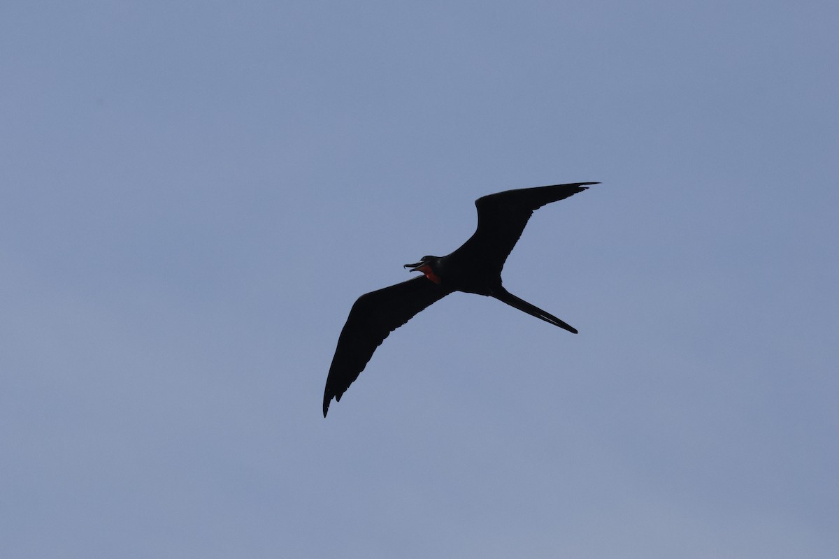 Magnificent Frigatebird - ML610341802