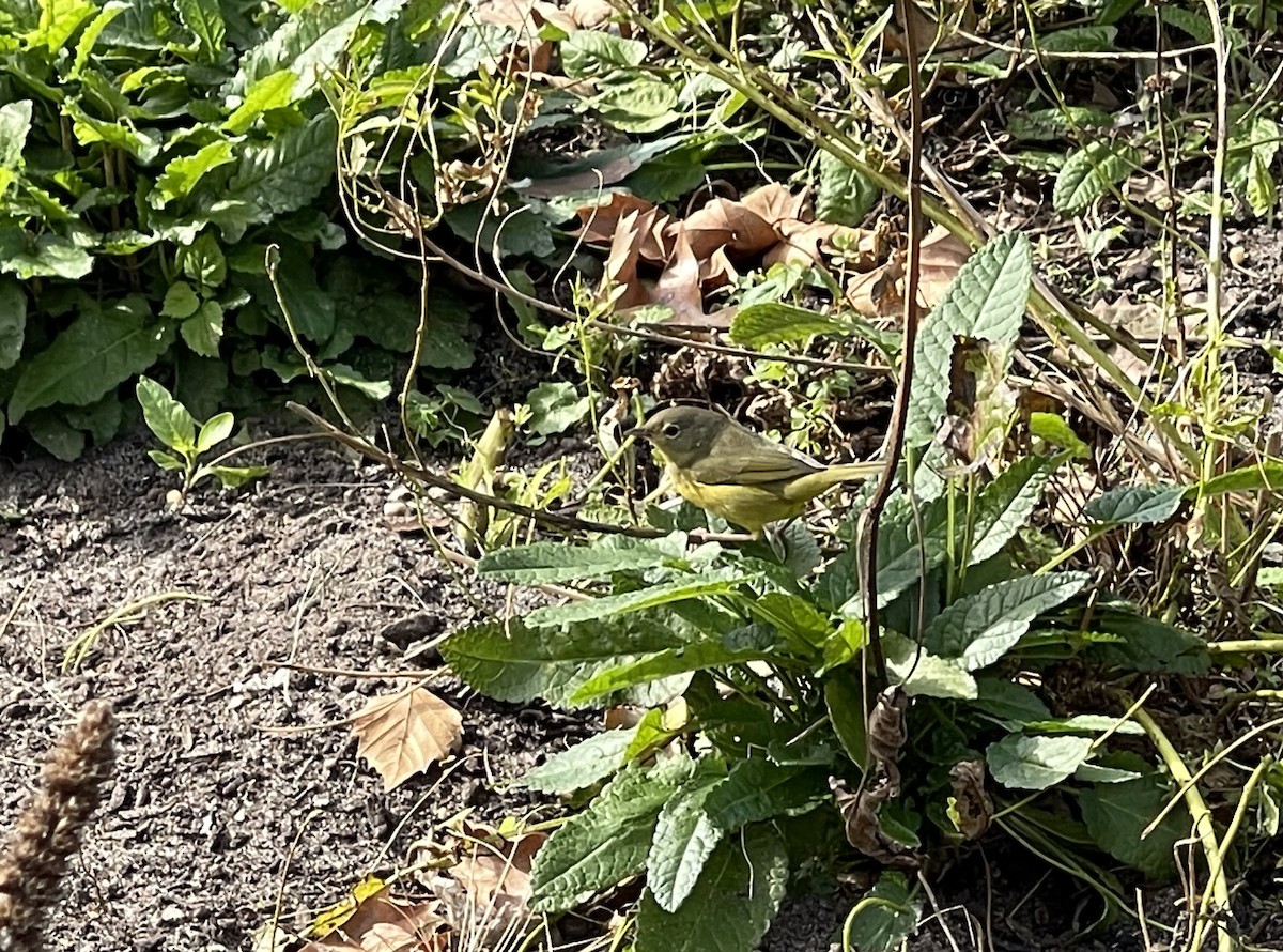 Mourning Warbler - ML610341847