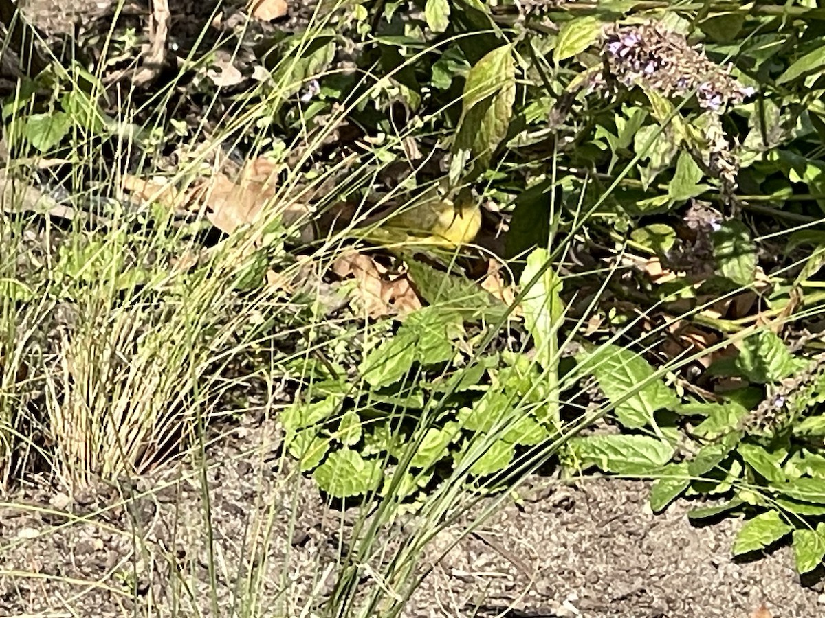 Mourning Warbler - ML610341849