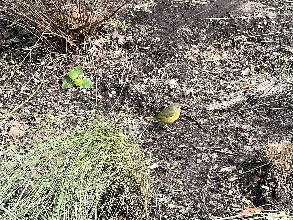 Mourning Warbler - ML610341850
