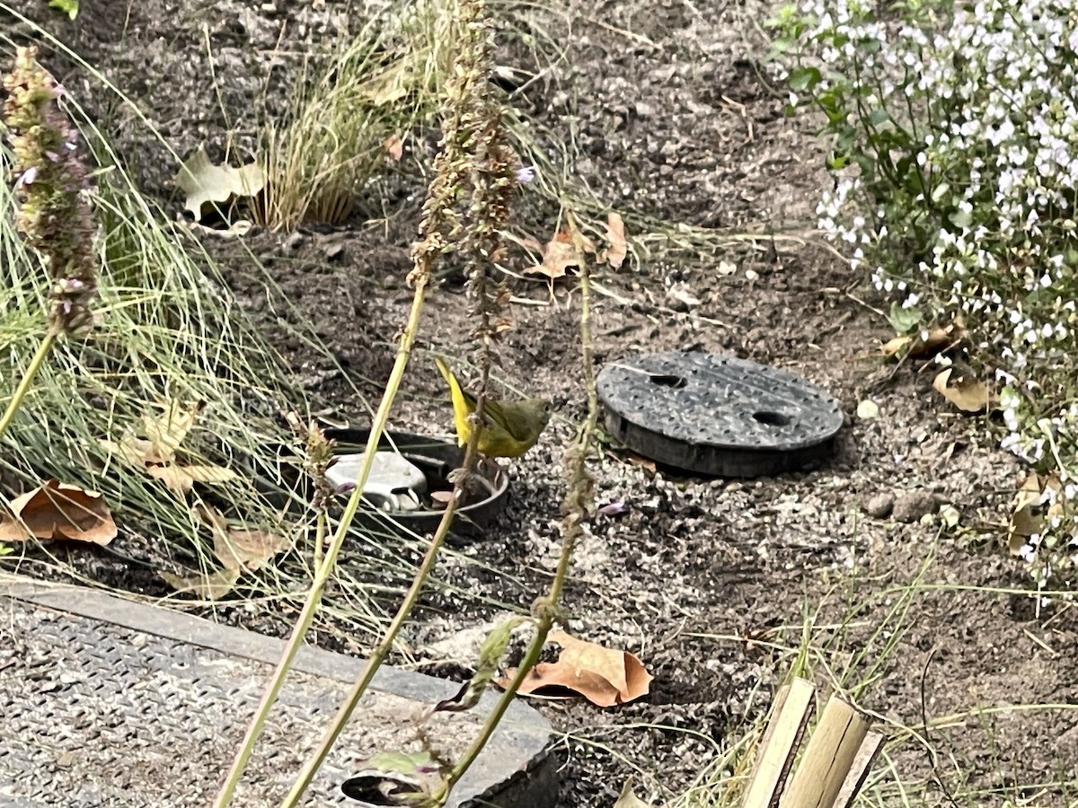 Mourning Warbler - ML610341851