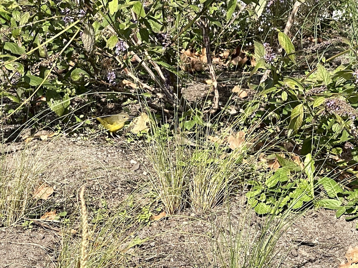 Mourning Warbler - ML610341854