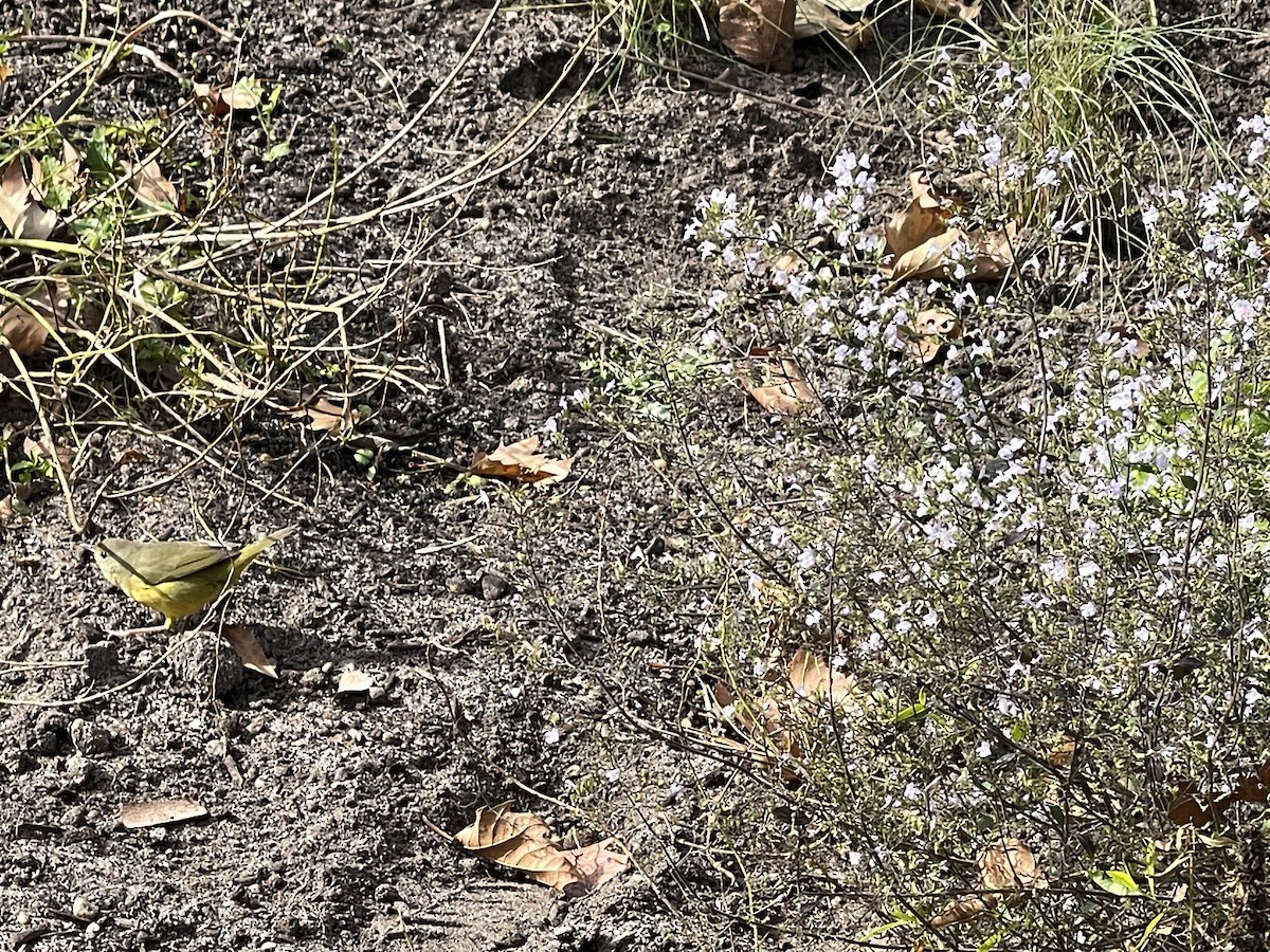 Mourning Warbler - ML610341857