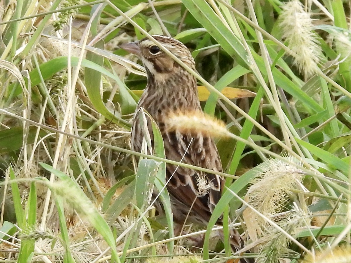 Savannah Sparrow - ML610341893