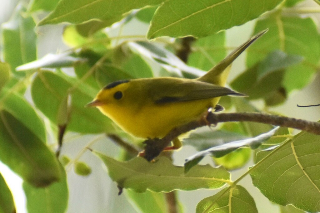 Wilson's Warbler - ML610341931