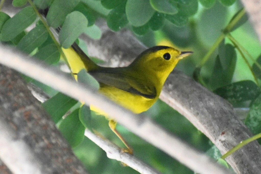 Wilson's Warbler - ML610341949