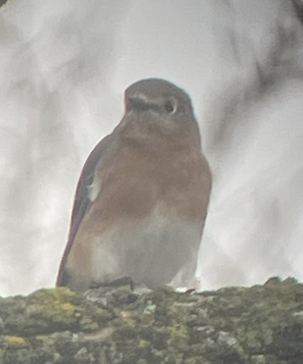 Eastern Bluebird - Dave Hanscom