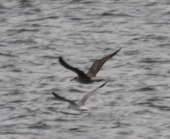 Lesser Black-backed Gull (graellsii) - ML610342012