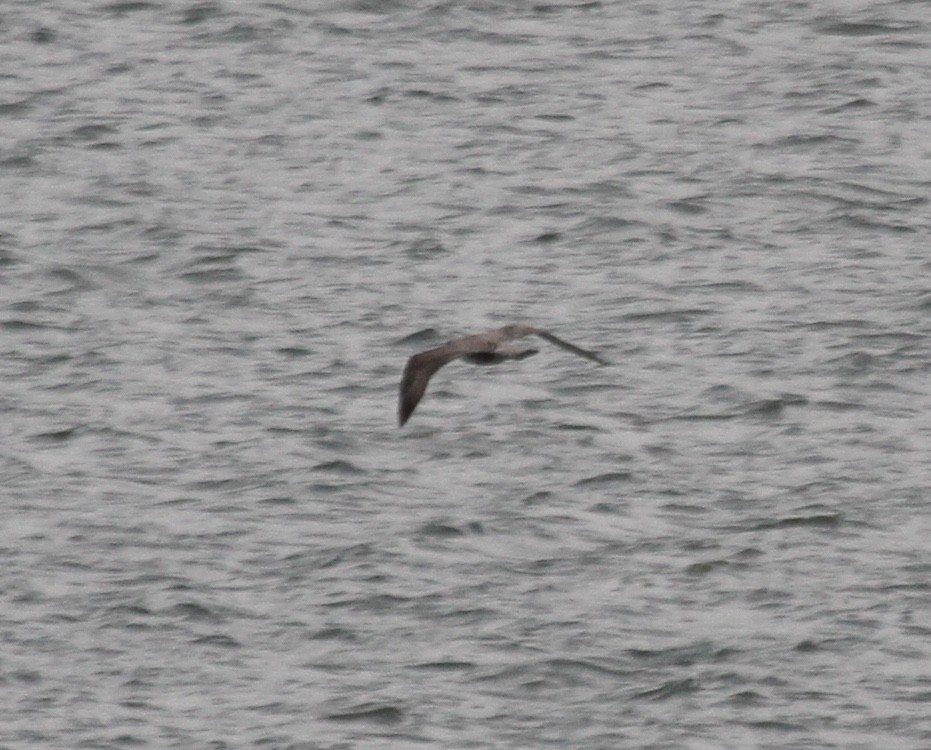 Lesser Black-backed Gull (graellsii) - ML610342013