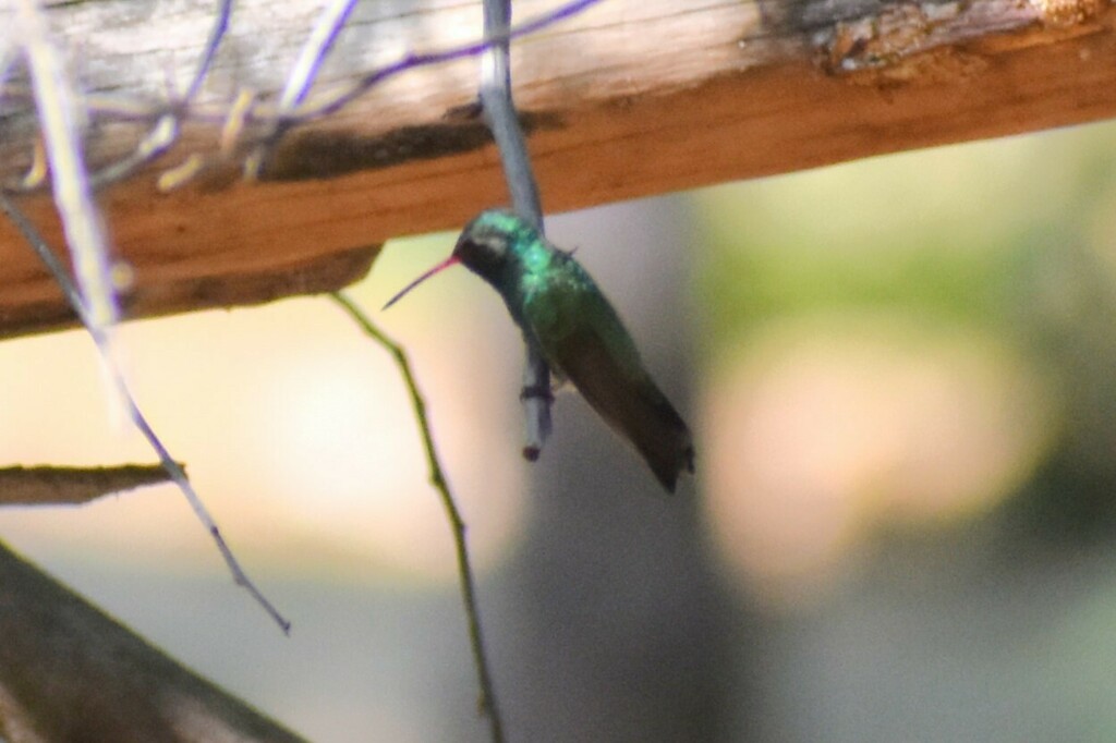 Broad-billed Hummingbird - ML610342031