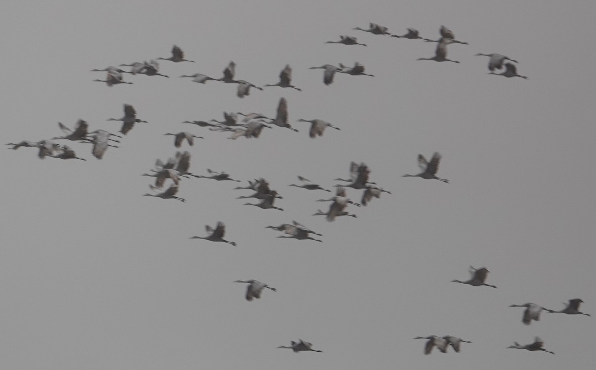 Sandhill Crane - ML610342034