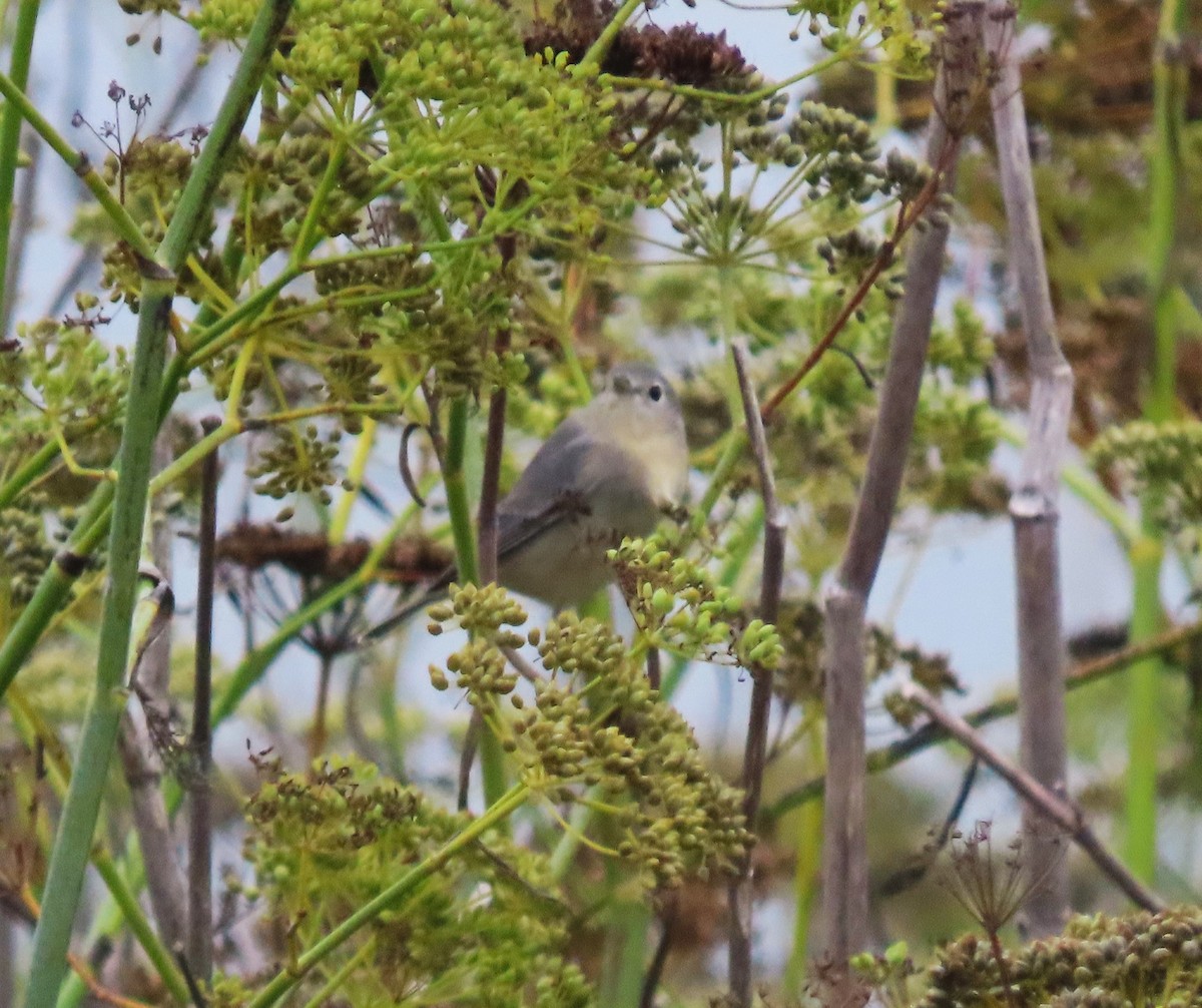 Lucy's Warbler - ML610342081