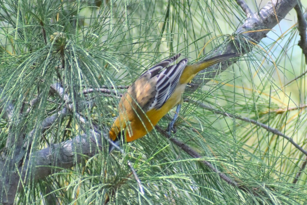 Streak-backed Oriole - ML610342099