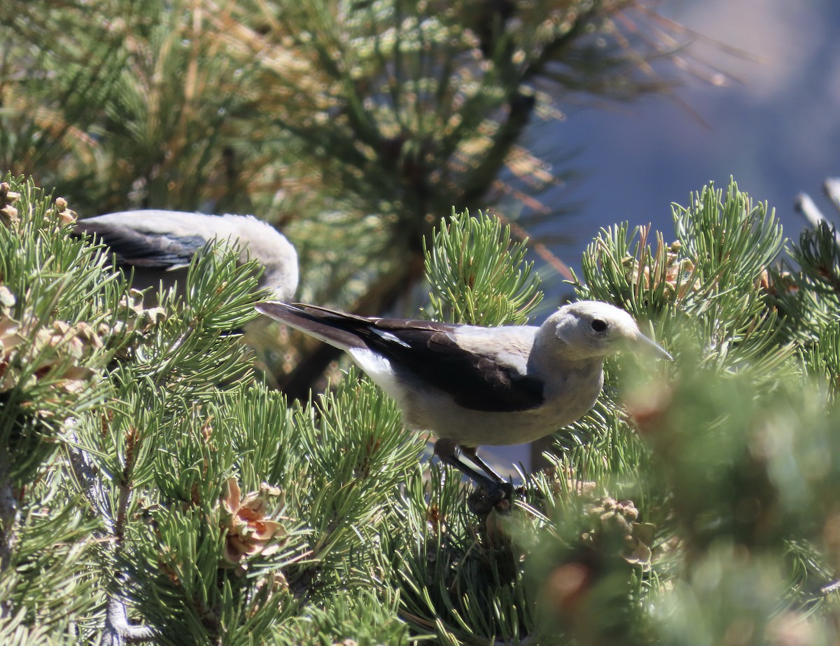 Clark's Nutcracker - ML610342267