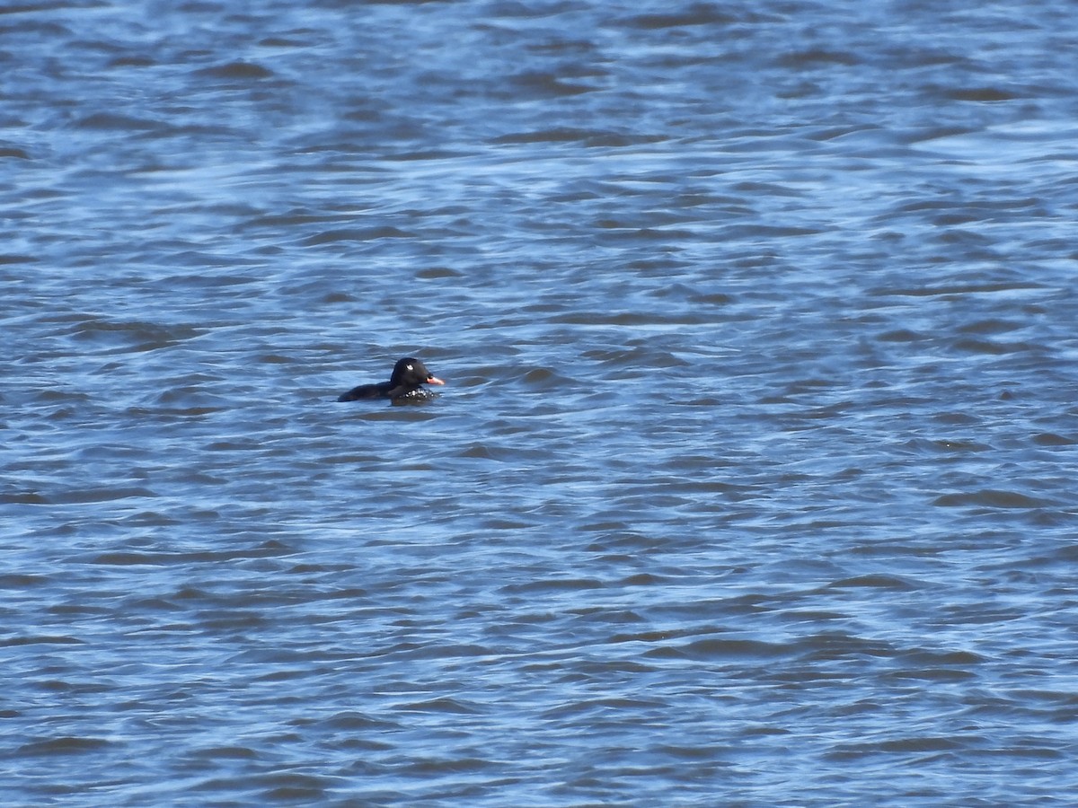 White-winged Scoter - ML610342295