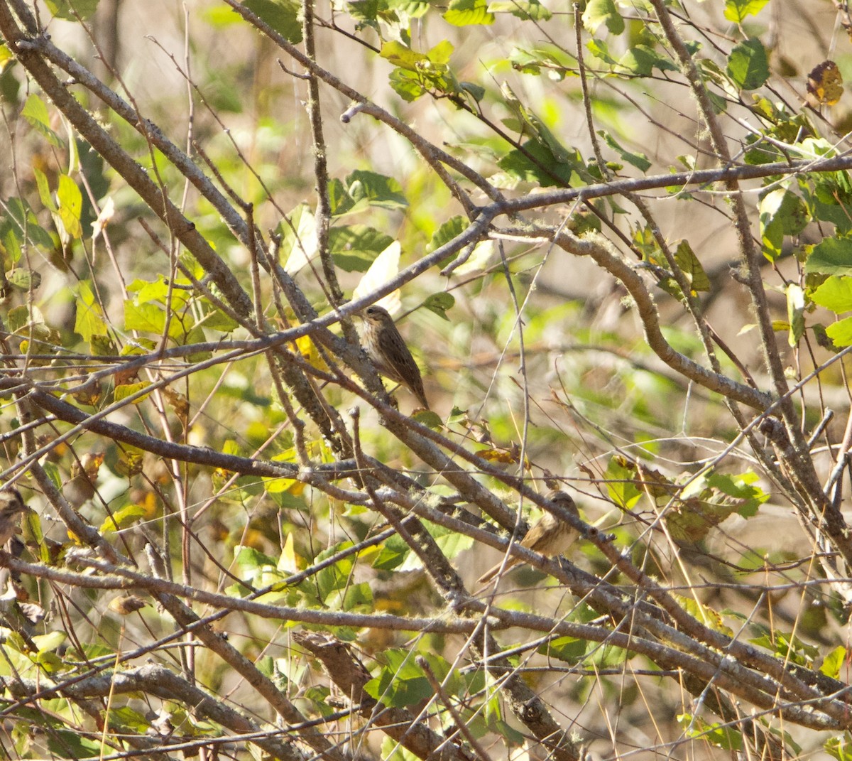 Lincoln's Sparrow - ML610342337