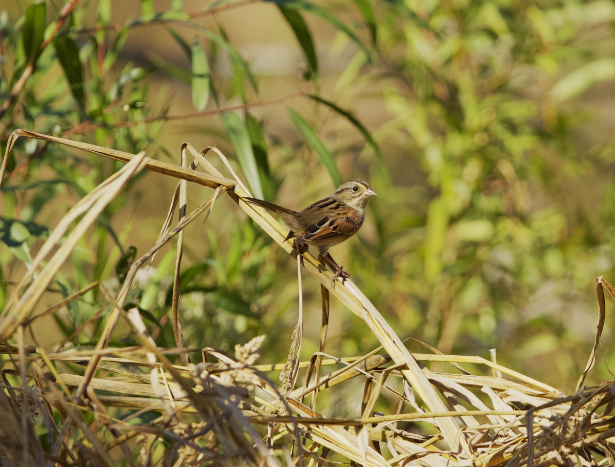 Swamp Sparrow - ML610342346