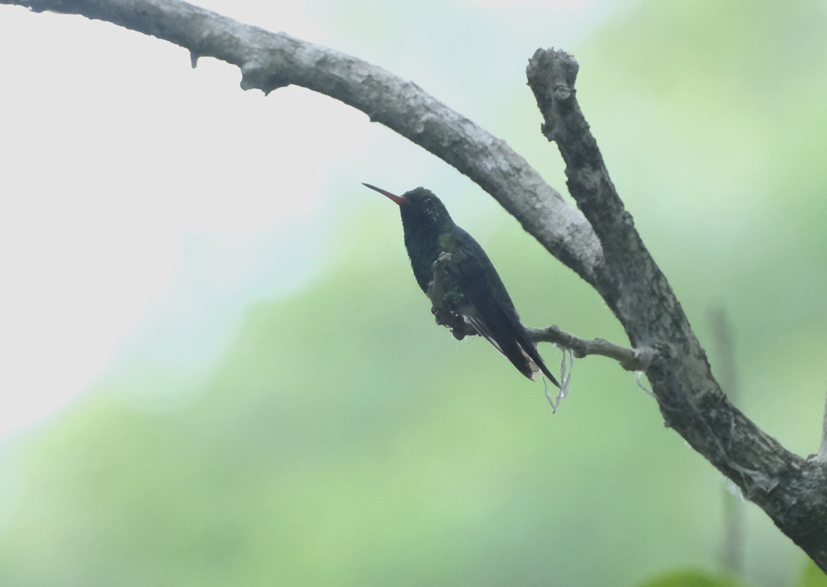 Canivet's Emerald - Ronald Breteler