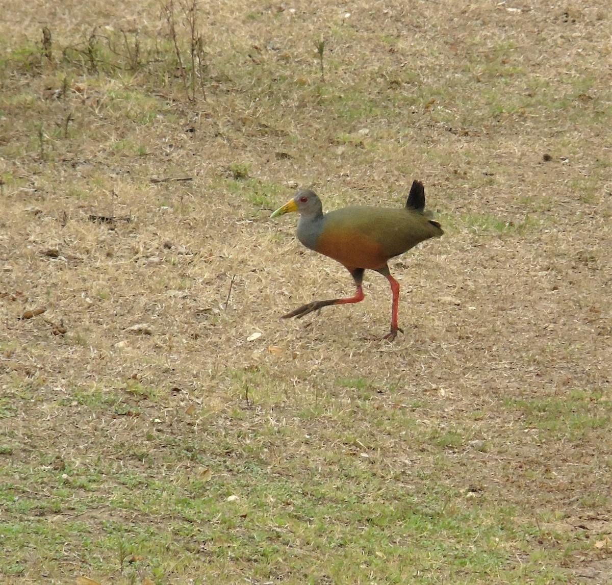 Gray-cowled Wood-Rail - ML610342393