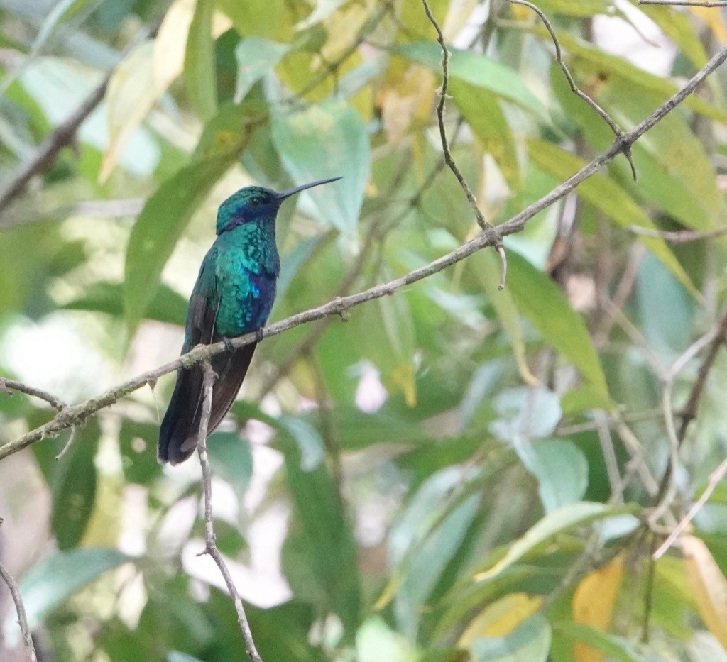 Colibrí Rutilante - ML610342449