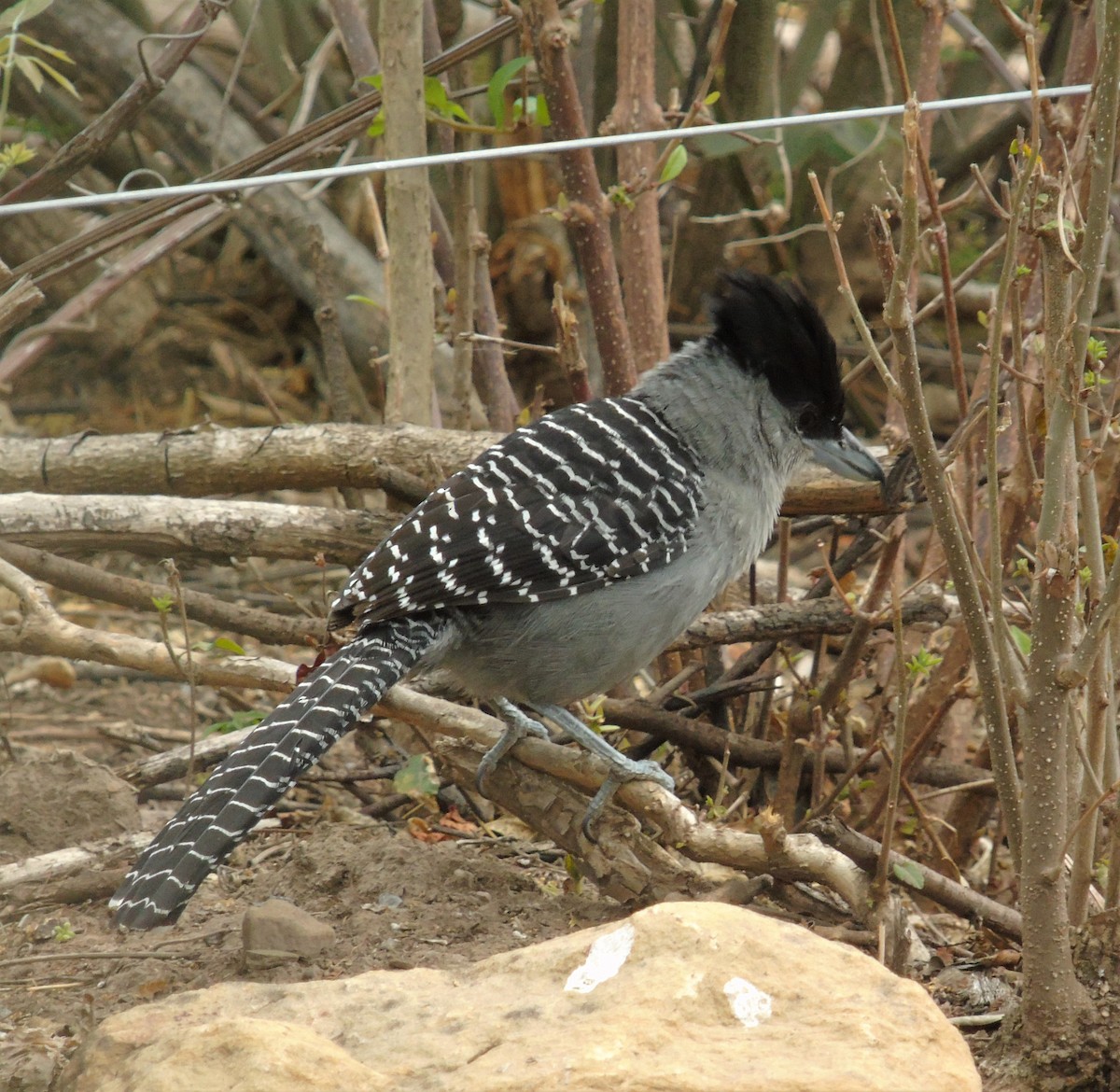 Giant Antshrike - ML610342453