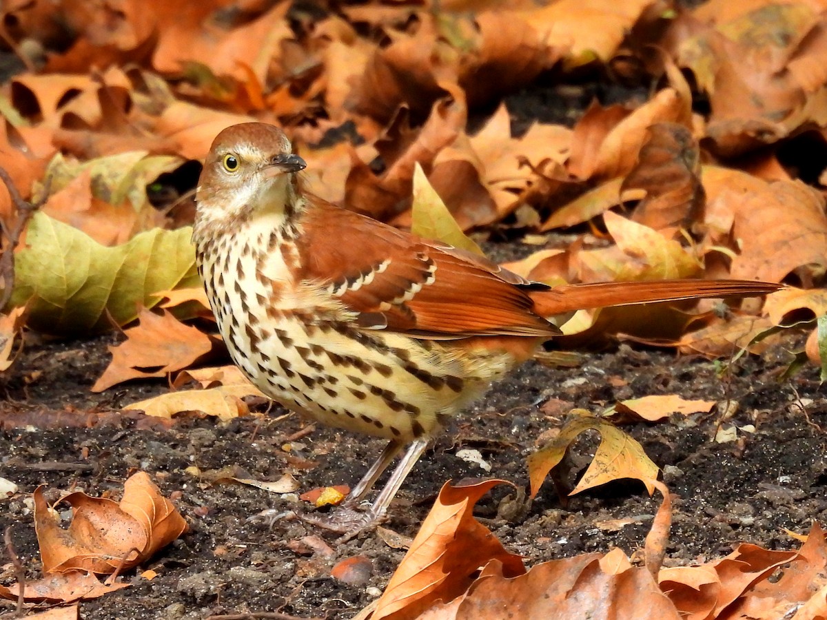 Brown Thrasher - Emily Clark