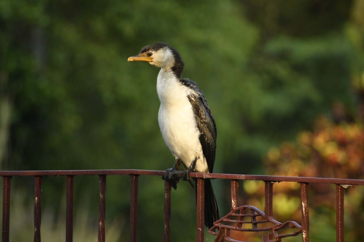 Little Pied Cormorant - ML610342534